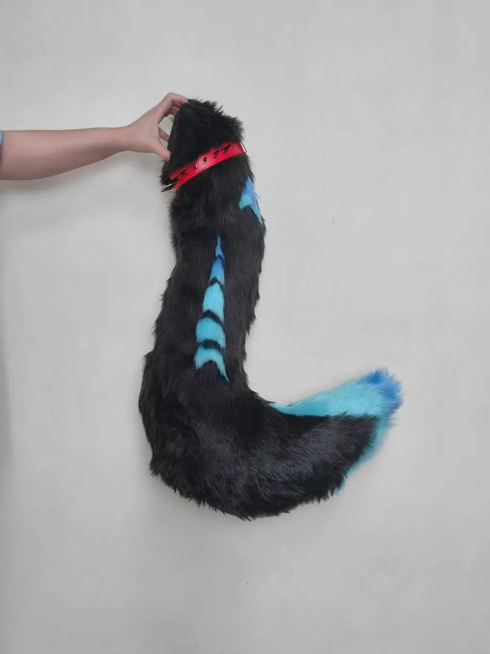 Black tail with cyan stripes and red collar